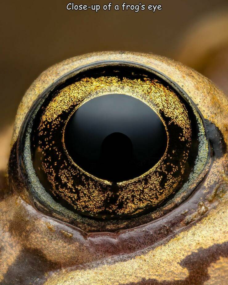 cool random pics - macro photography - Closeup of a frog's eye