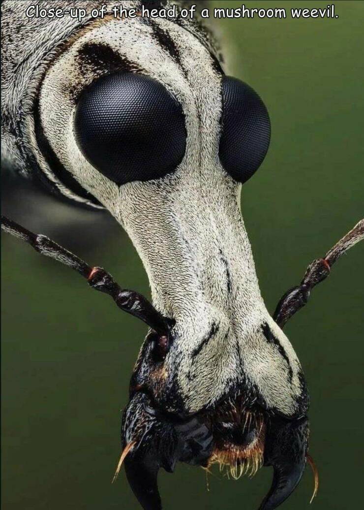 cool pics and photos - fungus weevil - Closeup of the head of a mushroom weevil.