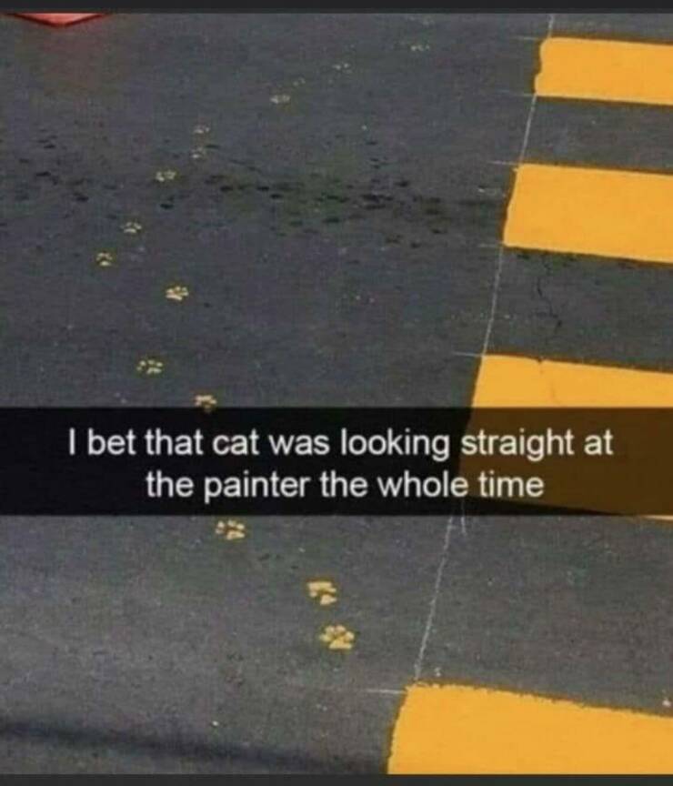 cool pics and photos - asphalt - I bet that cat was looking straight at the painter the whole time #