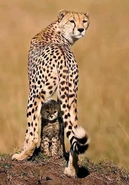 cool pics and photos - mom with baby cheetah