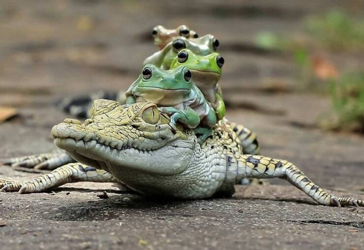 random pics and photos - frog with other animals