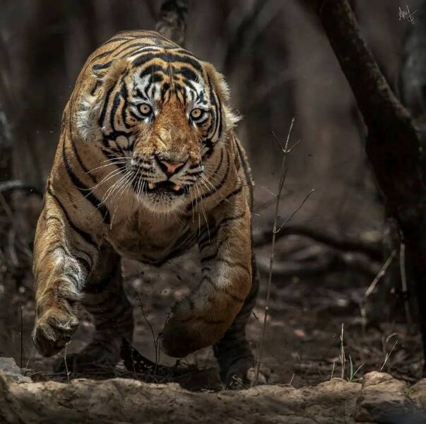 cool random pics - tiger