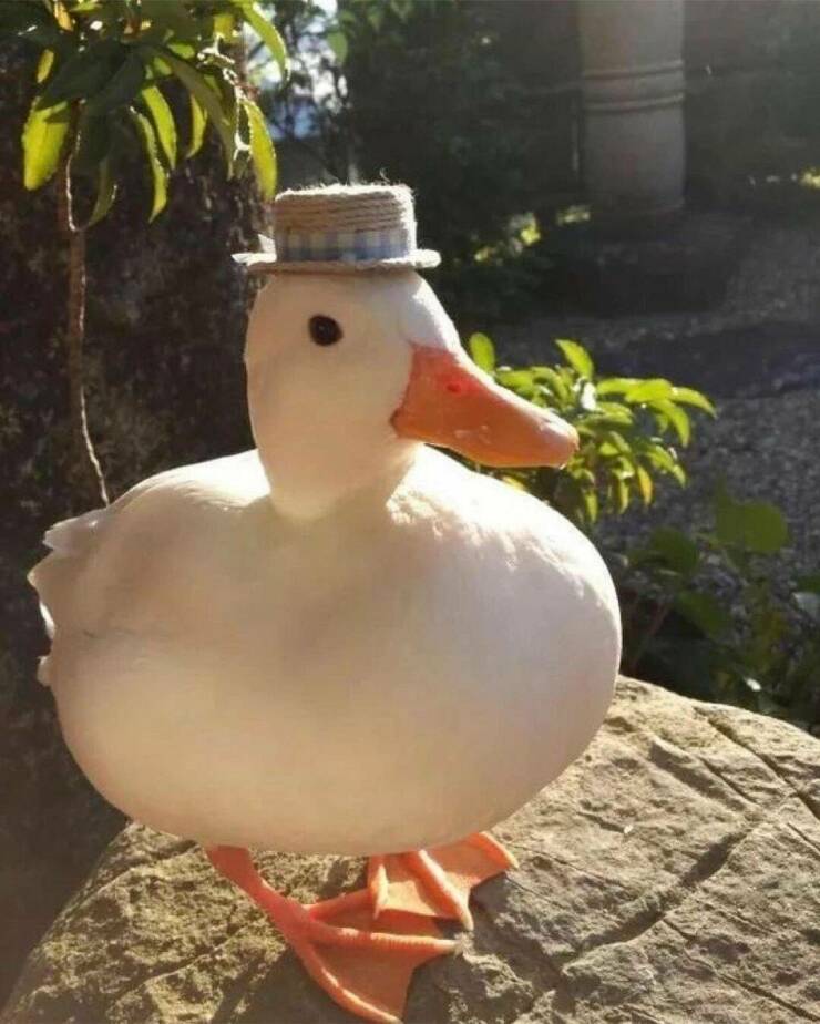 cool random pics - duck with hat