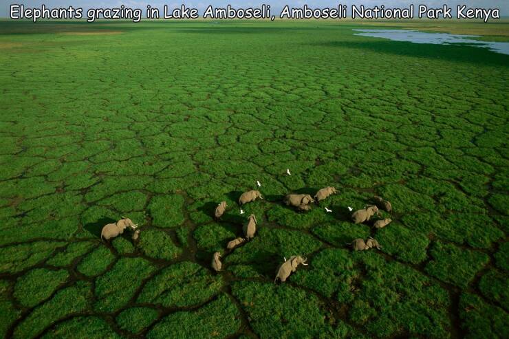 cool random pics - george steinmetz - Elephants grazing in Lake Amboseli, Amboseli National Park Kenya