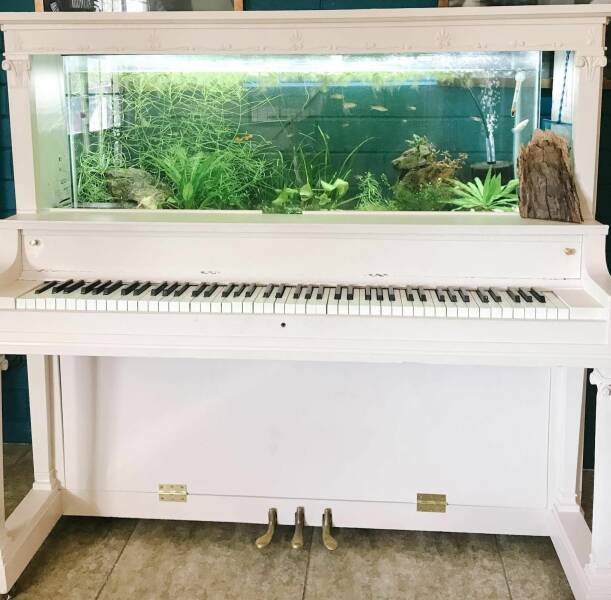 cool random pics - piano aquarium -