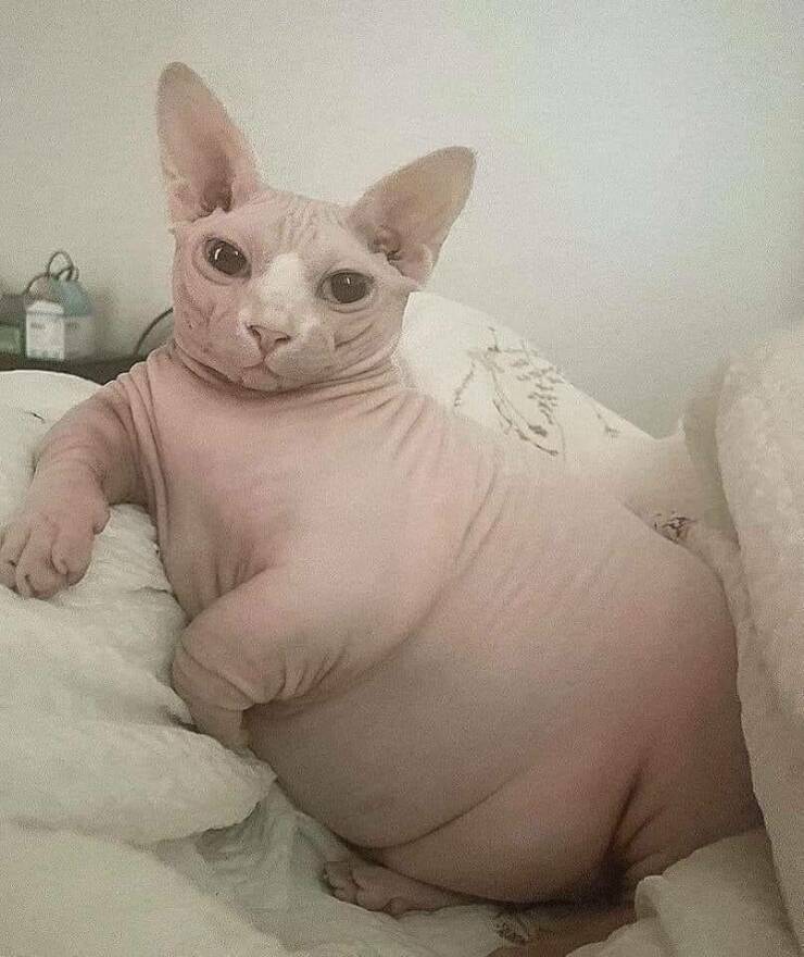 fat sphynx