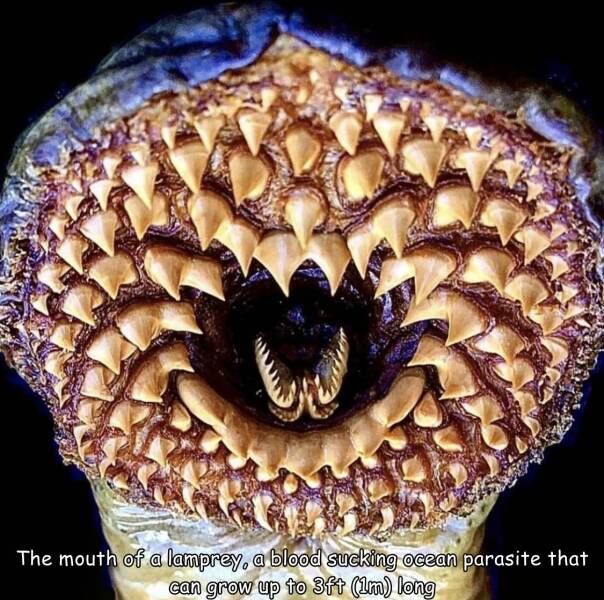 cool random p[cis - conchology - The mouth of a lamprey, a blood sucking ocean parasite that can grow up to 3ft 1m long