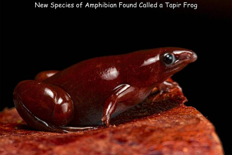 cool random p[cis - chocolate tapir frog - New Species of Amphibian Found Called a Tapir Frog