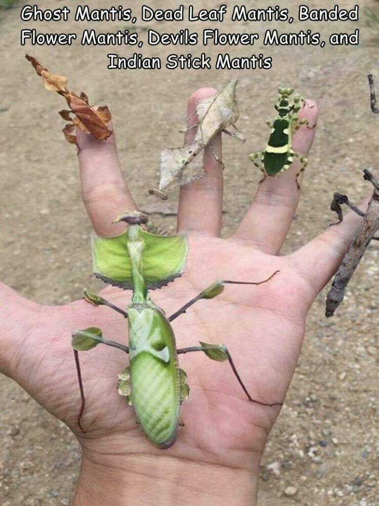 cool random p[cis - fauna - Ghost Mantis, Dead Leaf Mantis, Banded Flower Mantis, Devils Flower Mantis, and Indian Stick Mantis