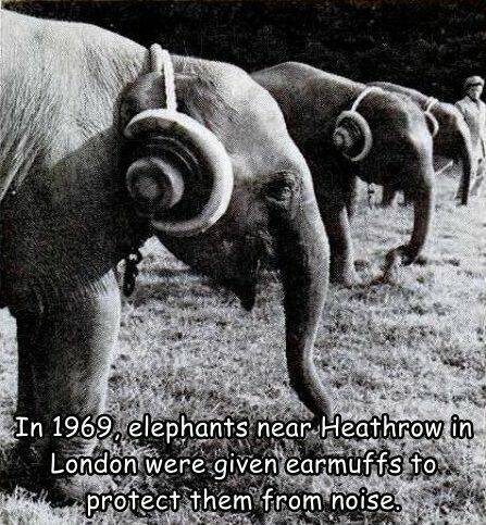 cool random p[cis - elephants near heathrow ear muffs - In 1969, elephants near Heathrow in London were given earmuffs to... Well protect them from noise.