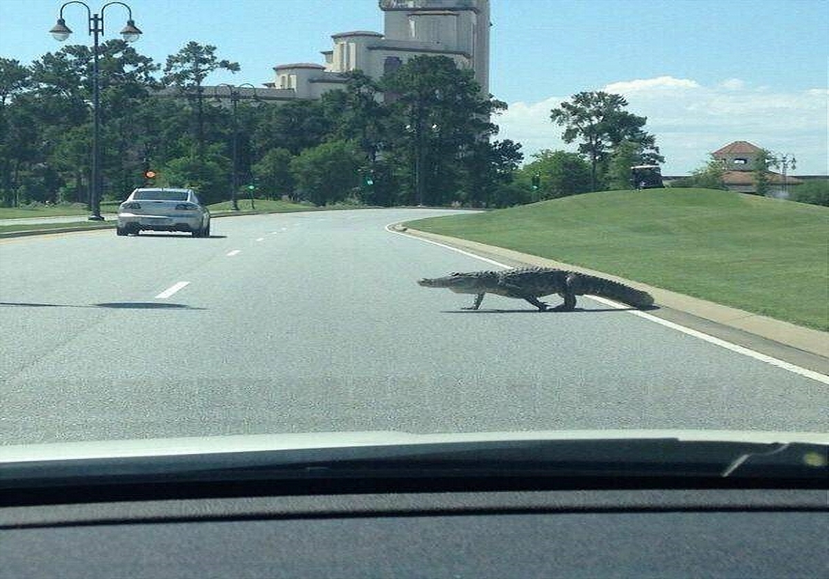 Just another day in Florida.