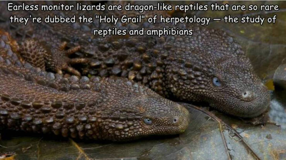 earless monitor lizard - Earless monitor lizards are dragon reptiles that are so rare they're dubbed the