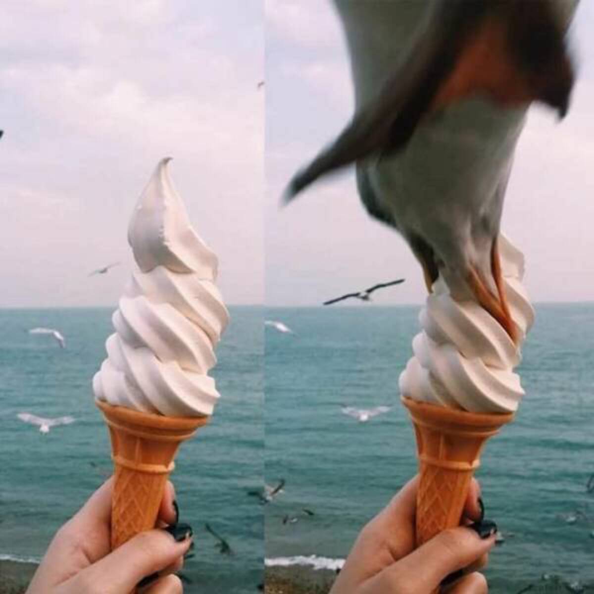 seagull ice cream photobomb