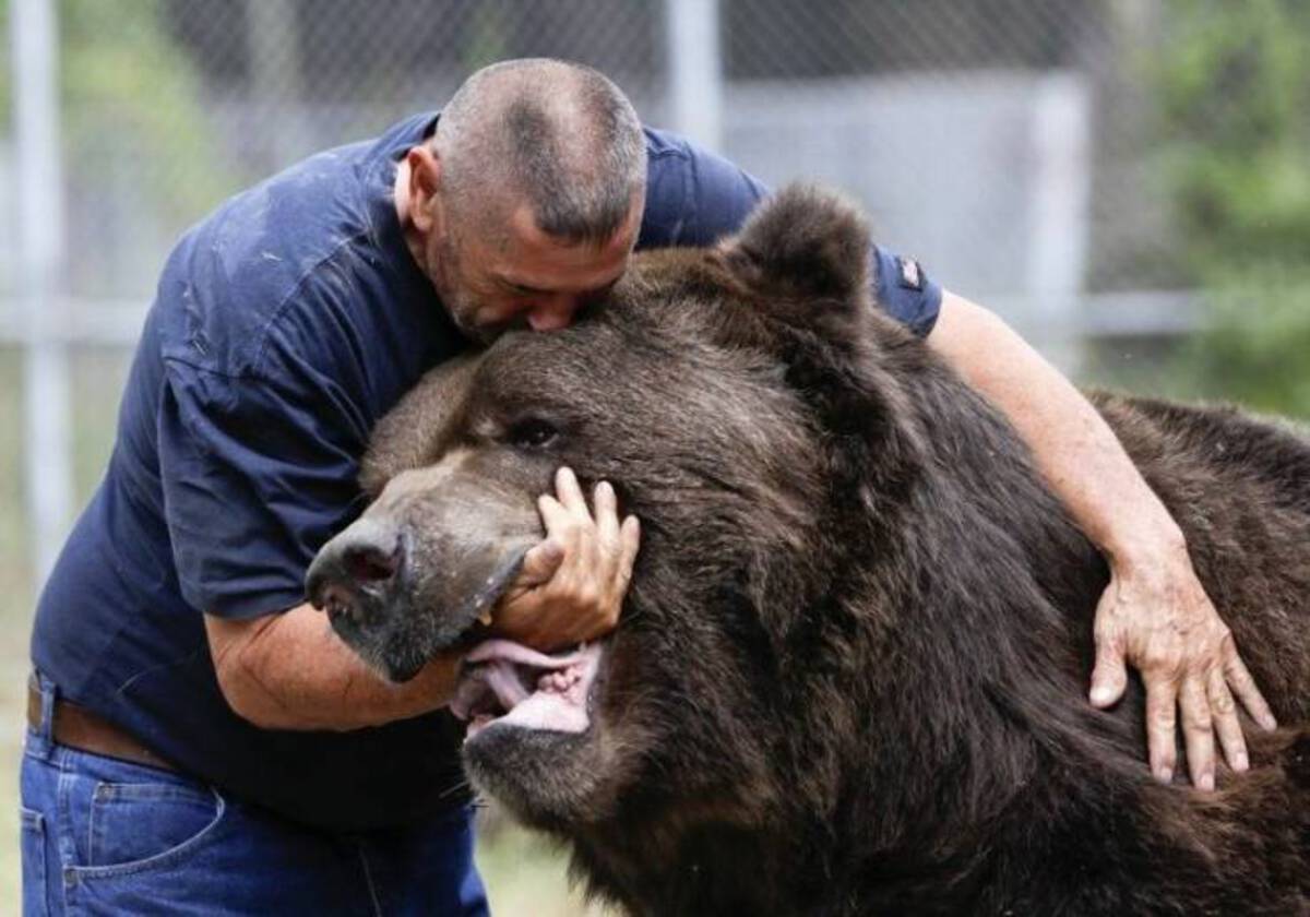 kodiak bear jimbo