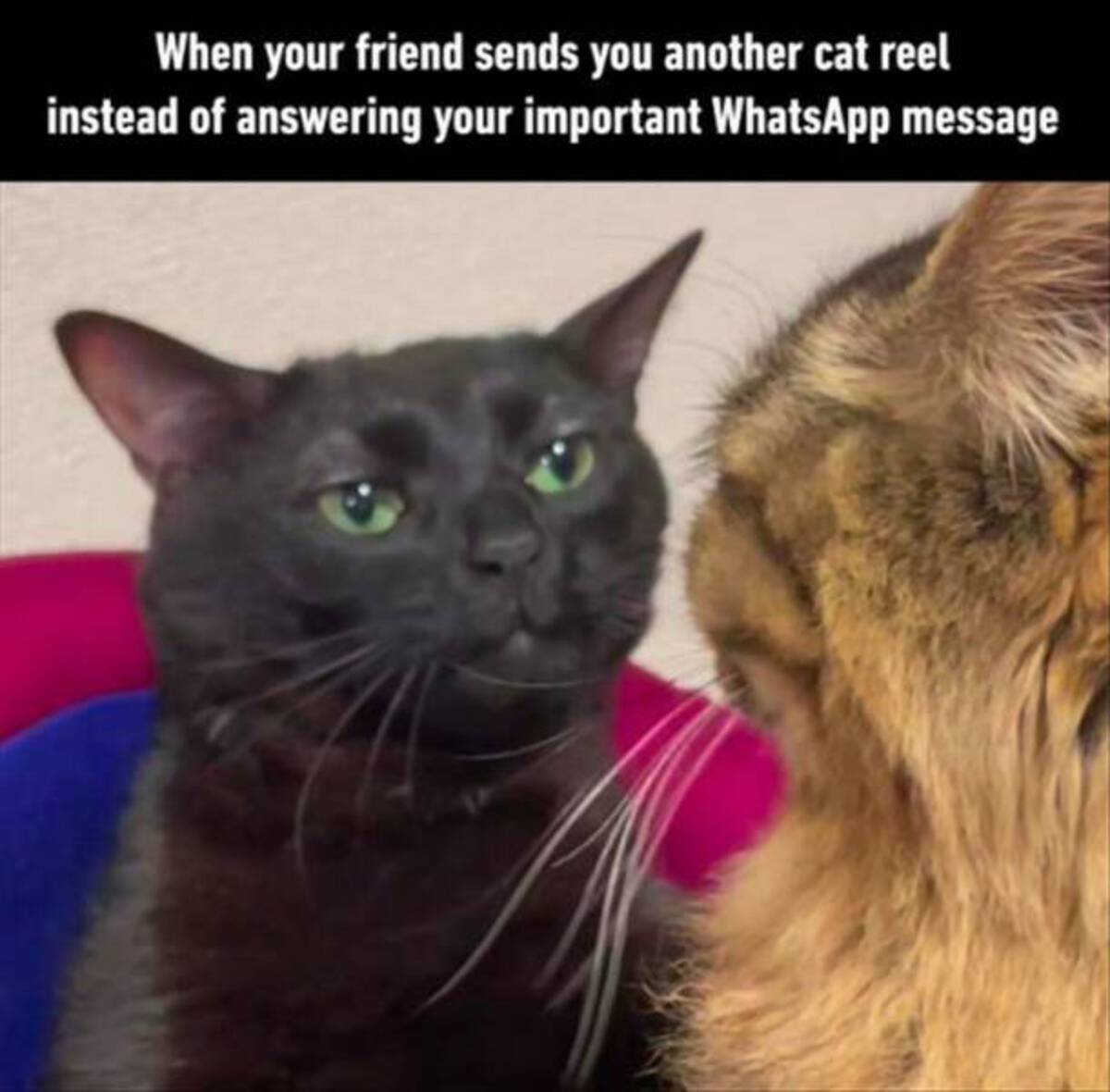 cat reels instagram - When your friend sends you another cat reel instead of answering your important WhatsApp message