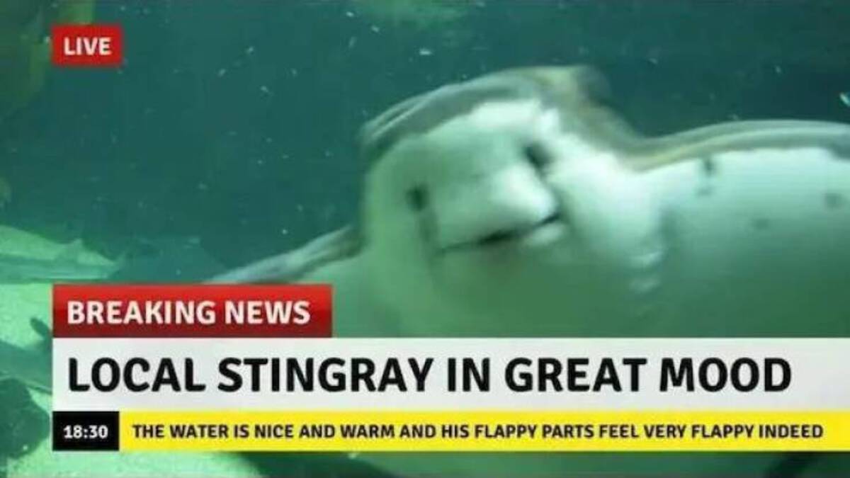 stingray meme - Live Breaking News Local Stingray In Great Mood The Water Is Nice And Warm And His Flappy Parts Feel Very Flappy Indeed