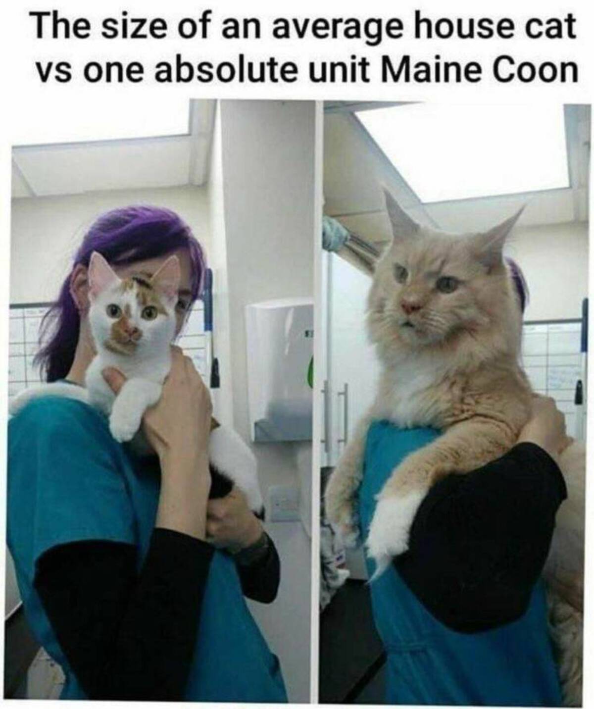 maine coon cat meme - The size of an average house cat vs one absolute unit Maine Coon