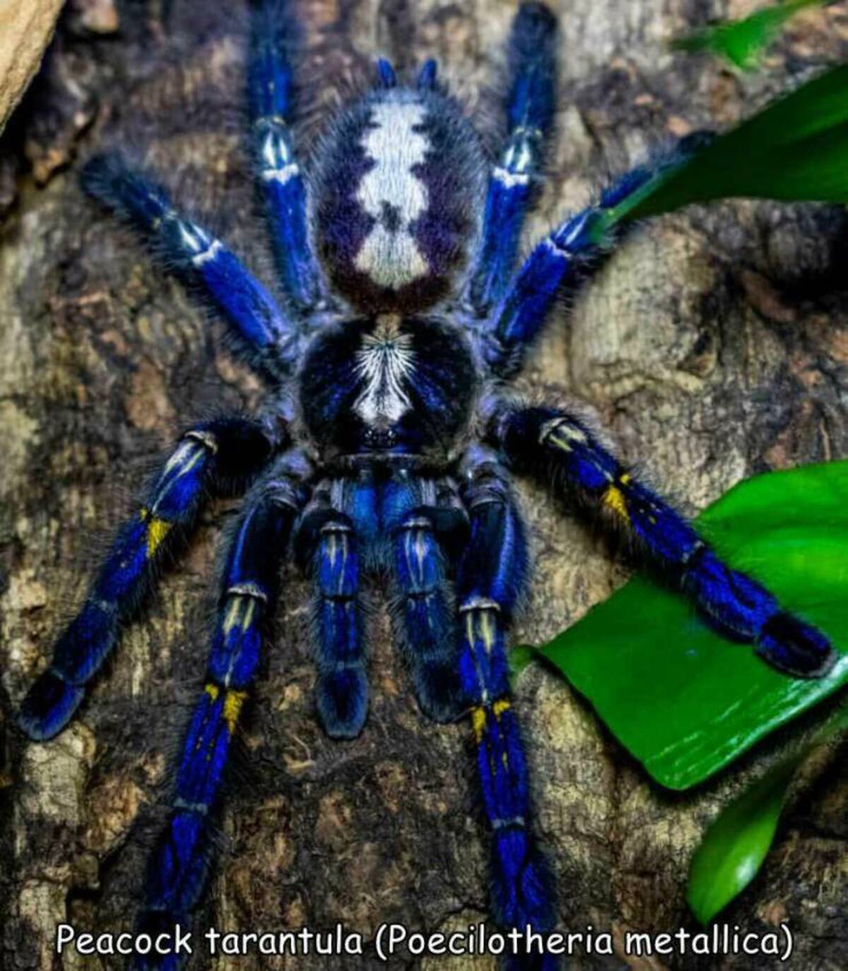 blue metallic tarantula - Peacock tarantula Poecilotheria metallica