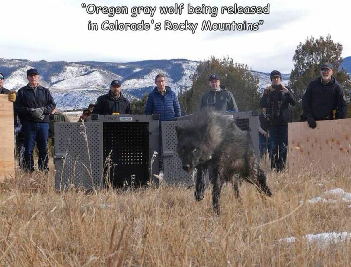 wolves released in colorado - "Oregon gray wolf being released in Colorado's Rocky Mountains" CPW22 Sumpact