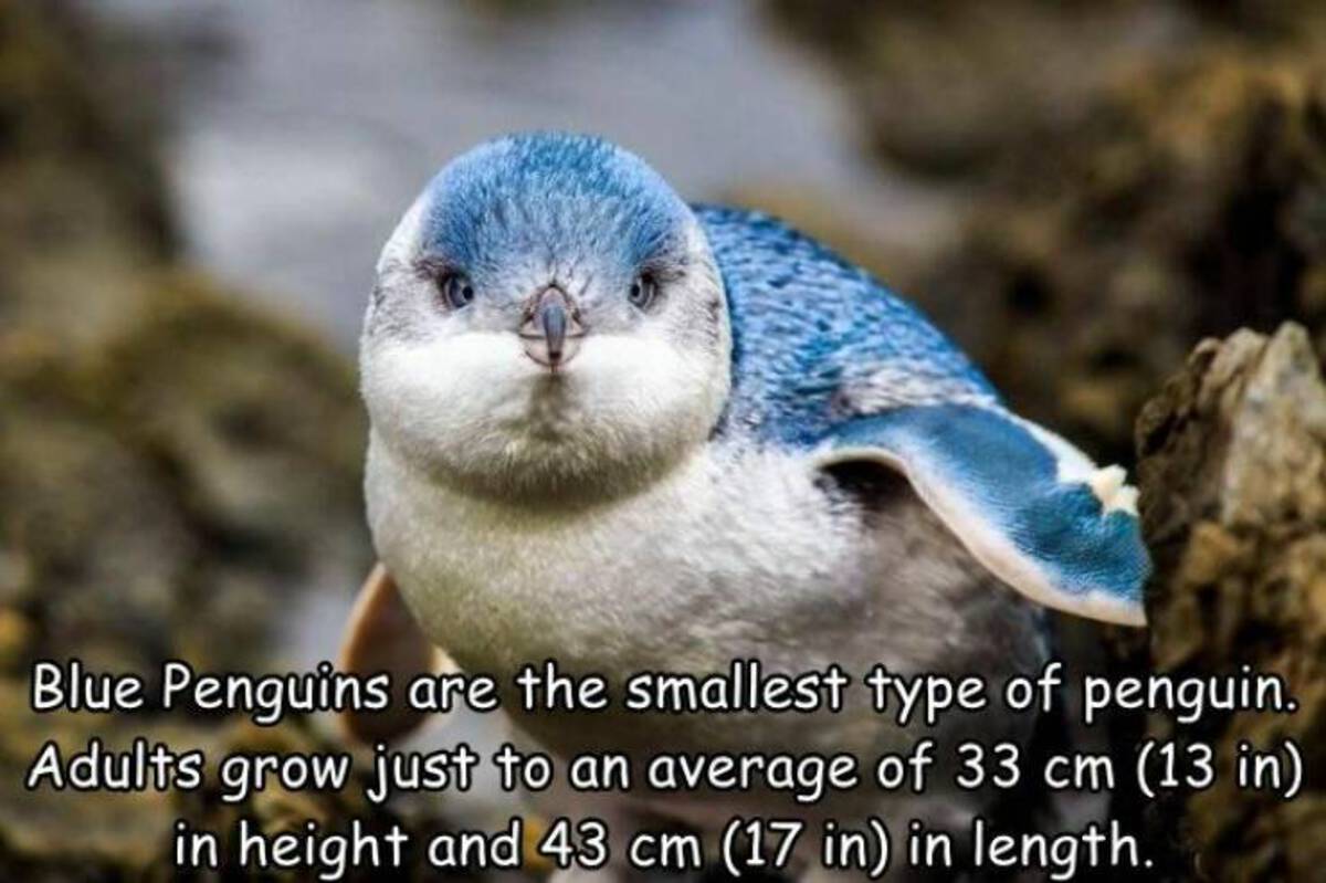 little blue penguin baby - Blue Penguins are the smallest type of penguin. Adults grow just to an average of 33 cm 13 in in height and 43 cm 17 in in length.