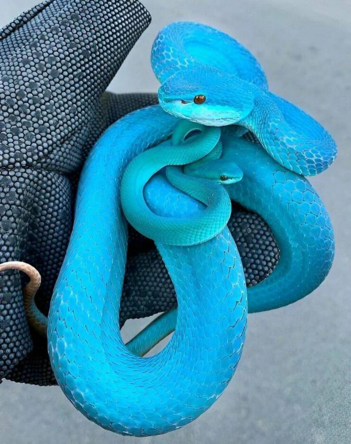 most beautiful snake in the world