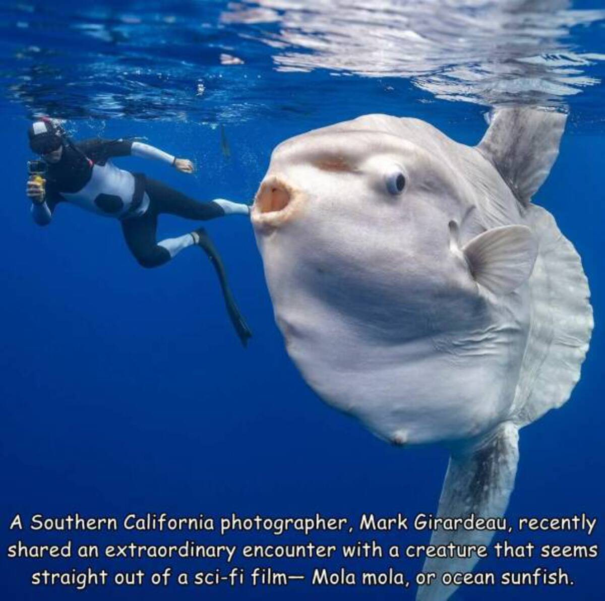 water - A Southern California photographer, Mark Girardeau, recently d an extraordinary encounter with a creature that seems straight out of a scifi film Mola mola, or ocean sunfish.