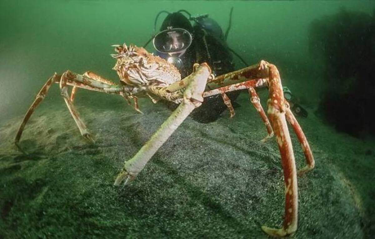 japanese spider crab underwater