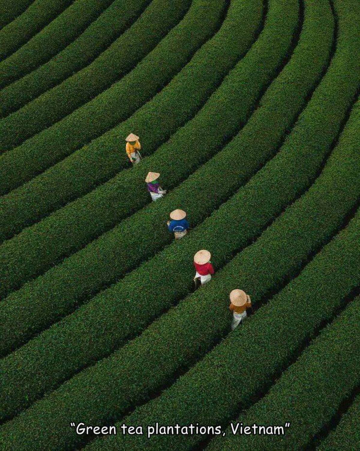 field - "Green tea plantations, Vietnam"