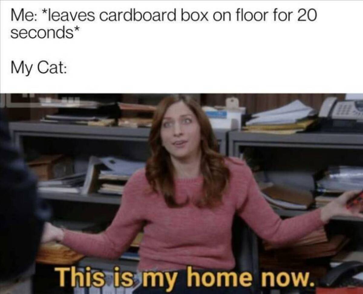 photo caption - Me leaves cardboard box on floor for 20 seconds My Cat This is my home now.