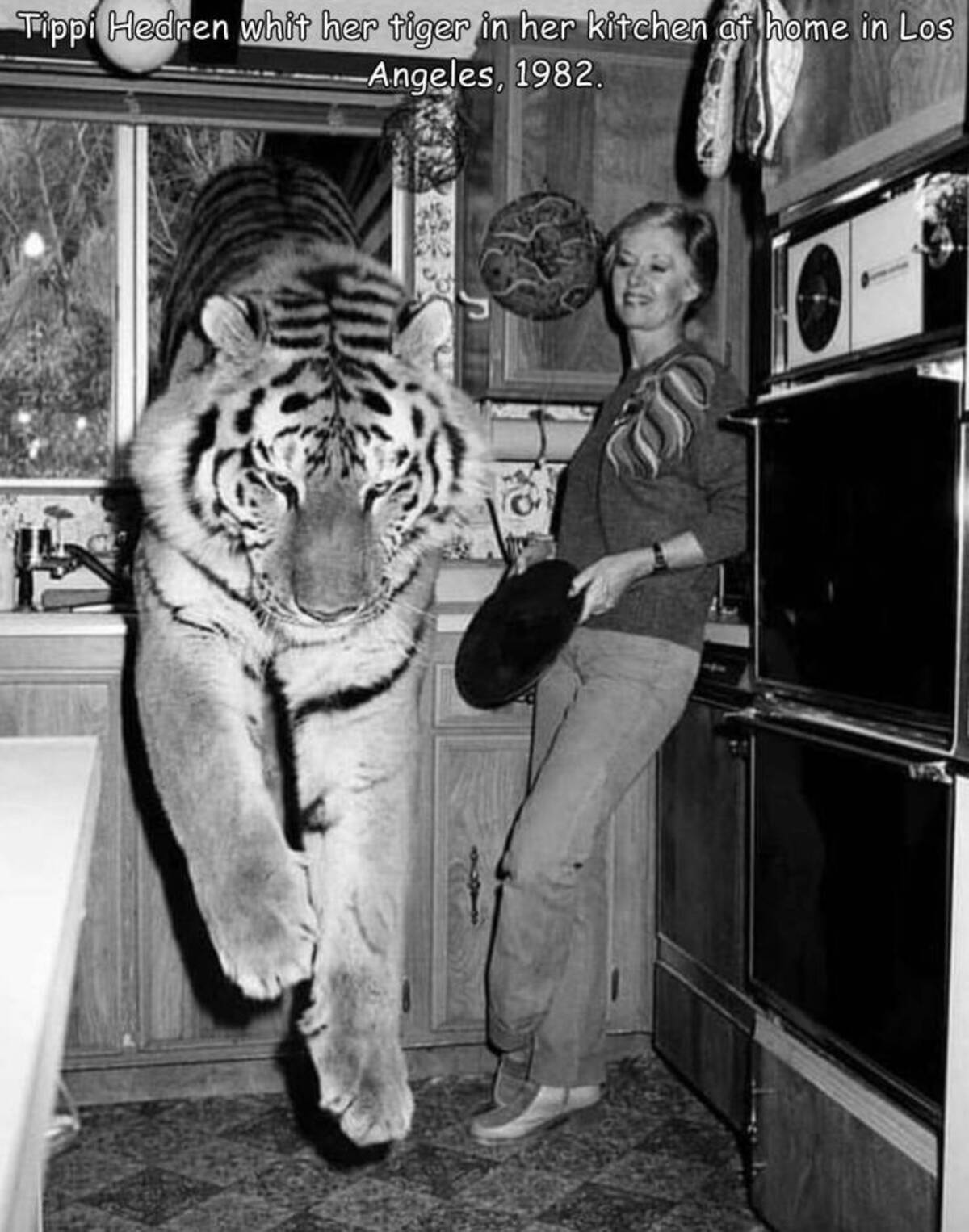 tippi hedren 1980 - Tippi Hedren whit her tiger in her kitchen at home in Los Angeles, 1982.
