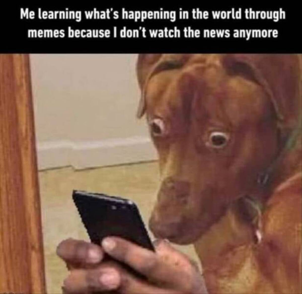dog - Me learning what's happening in the world through memes because I don't watch the news anymore