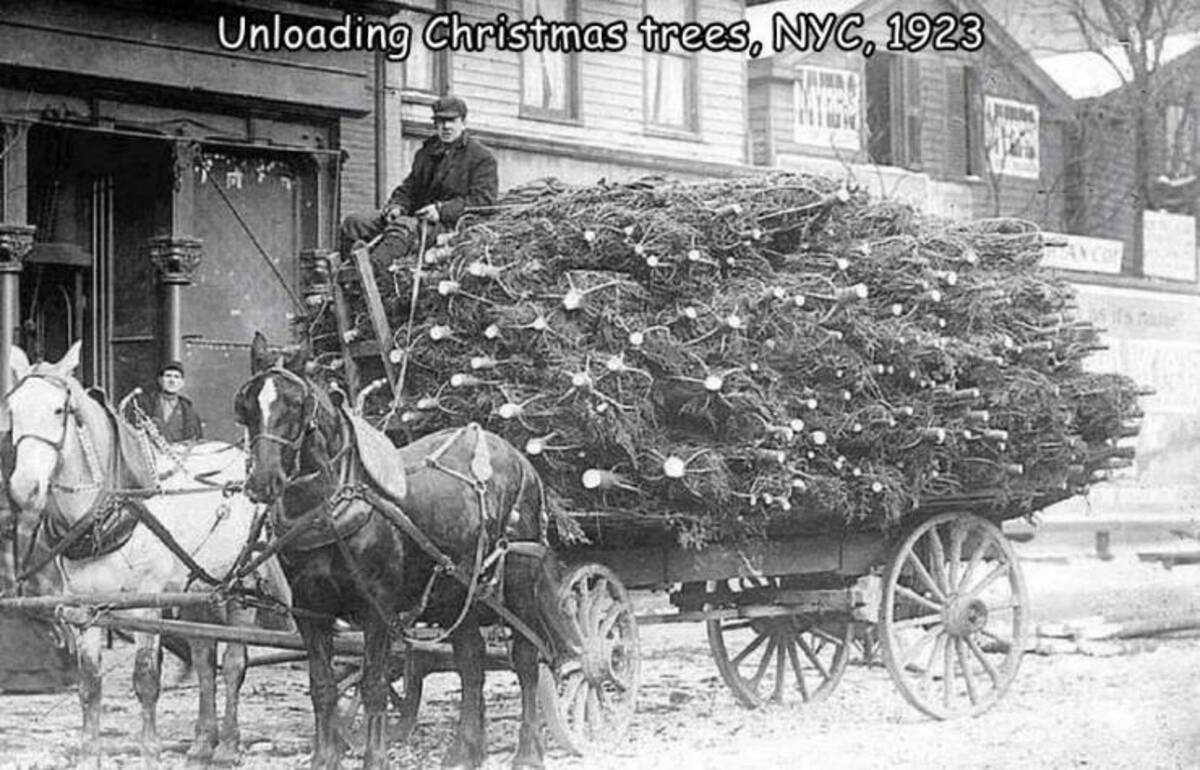 christmas tree 1910s - Unloading Christmas trees, Nyc, 1923