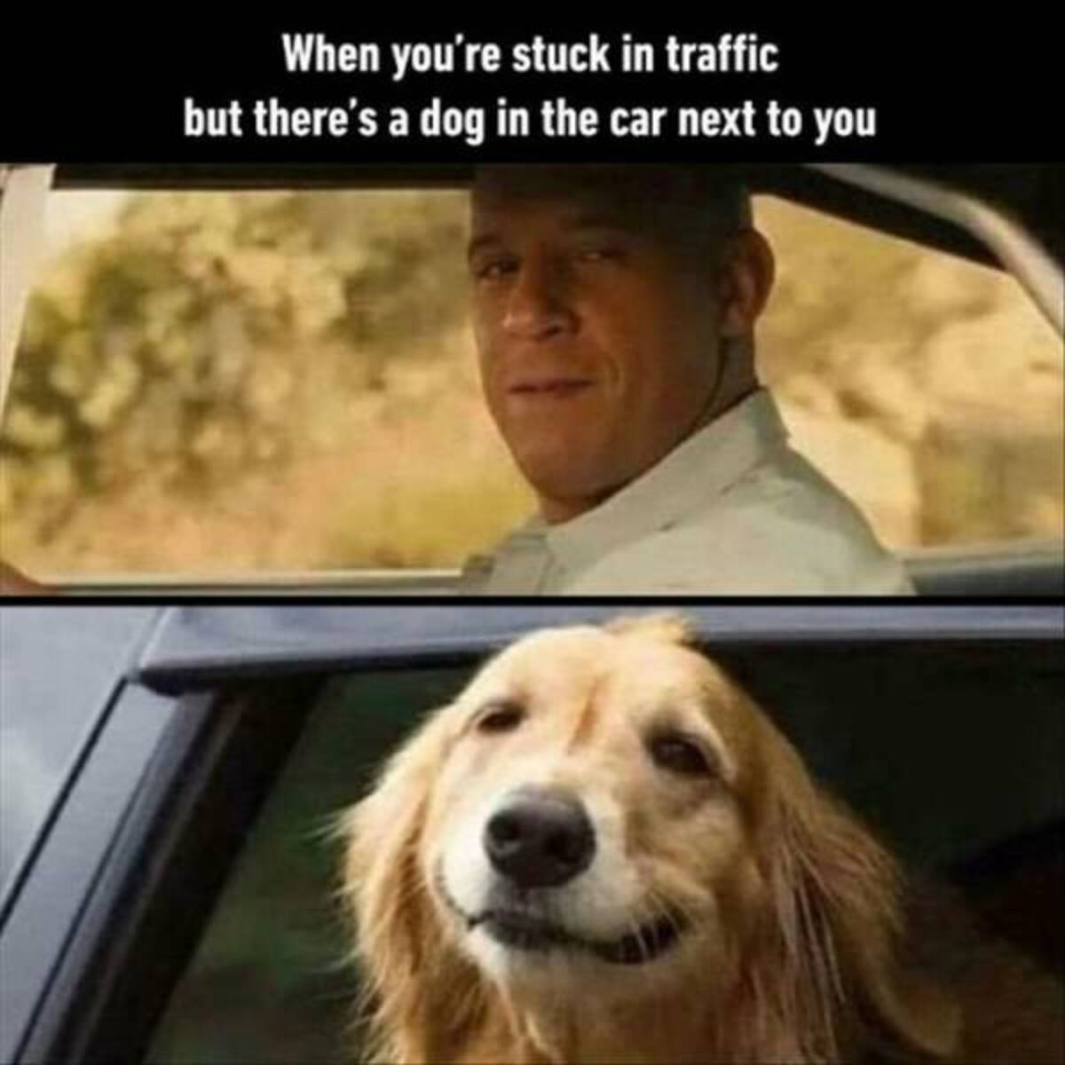 photo caption - When you're stuck in traffic but there's a dog in the car next to you