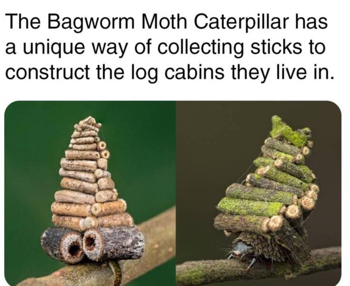 The Bagworm Moth Caterpillar has a unique way of collecting sticks to construct the log cabins they live in.