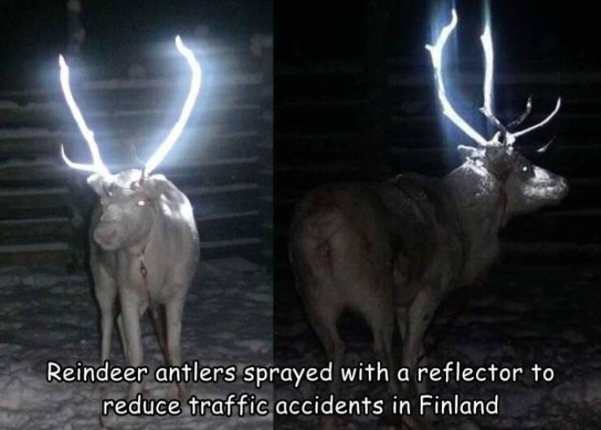 finland eco friendly spray paint - Reindeer antlers sprayed with a reflector to reduce traffic accidents in Finland