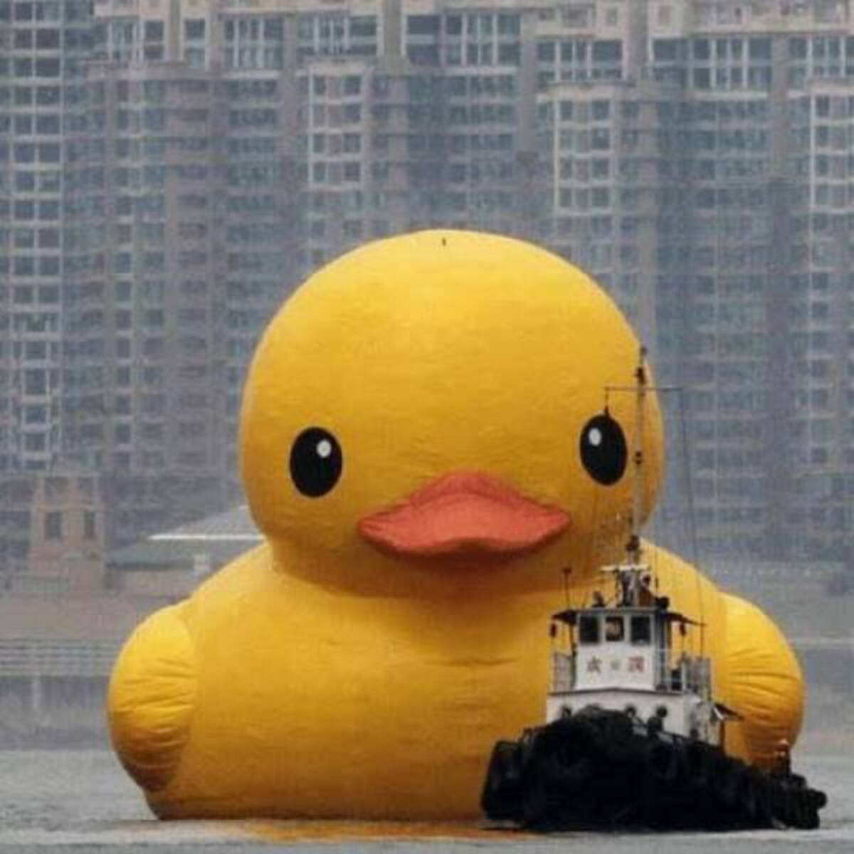 funny rubber duck -