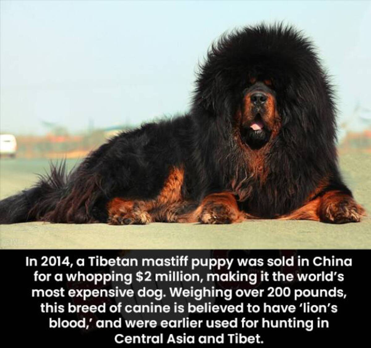 dog - In 2014, a Tibetan mastiff puppy was sold in China for a whopping $2 million, making it the world's most expensive dog. Weighing over 200 pounds, this breed of canine is believed to have 'lion's blood,' and were earlier used for hunting in Central A