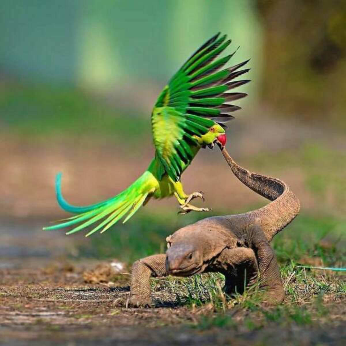 parakeet attack