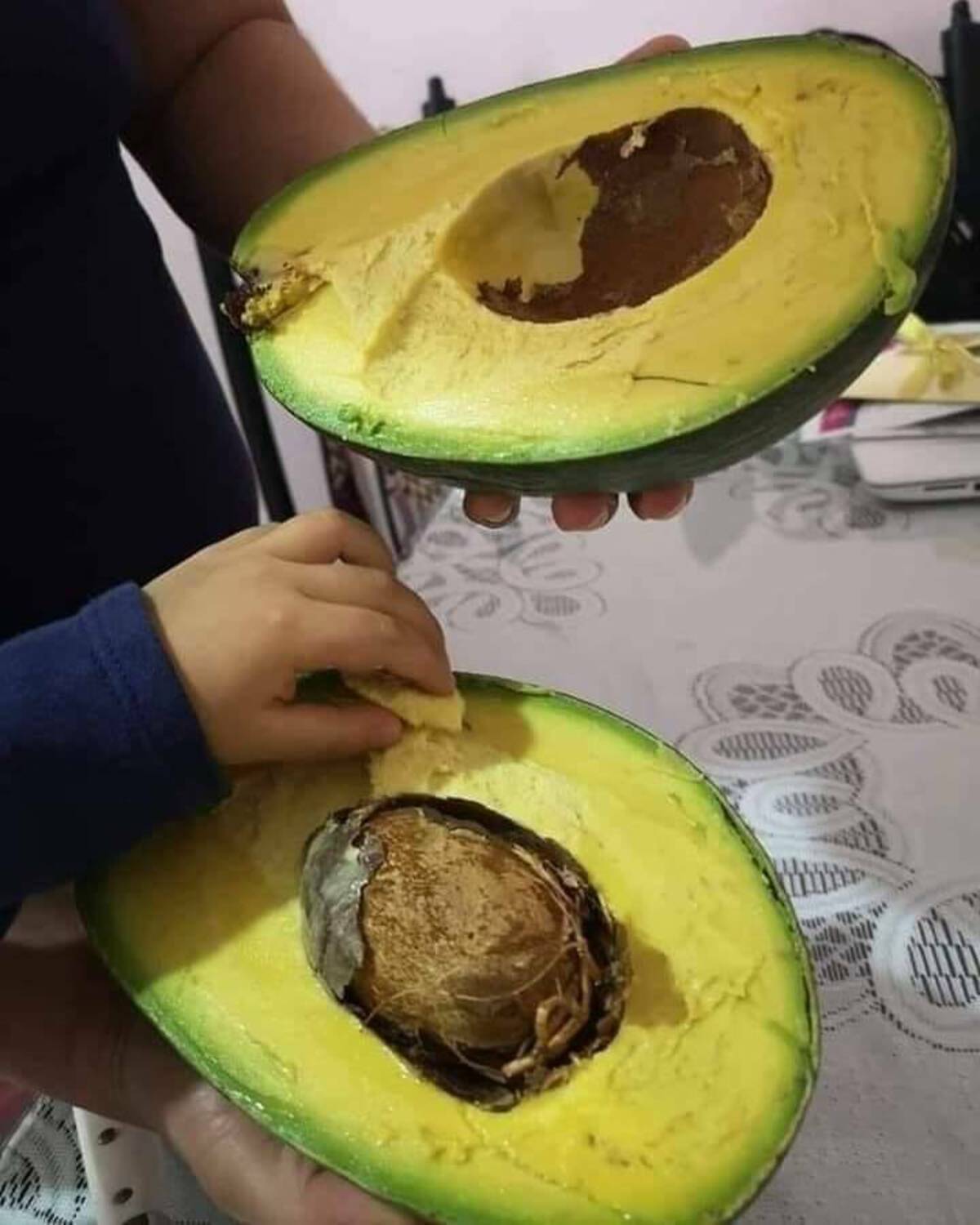 giant yucatán butter avocados