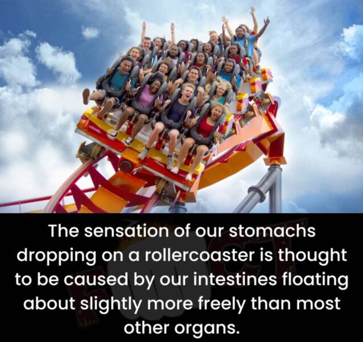 firebird roller coaster - The sensation of our stomachs dropping on a rollercoaster is thought to be caused by our intestines floating about slightly more freely than most other organs.