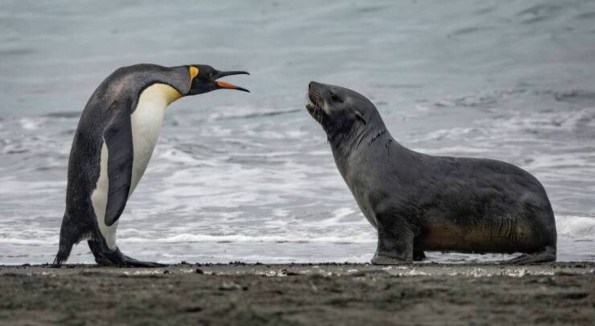 penguins and seals