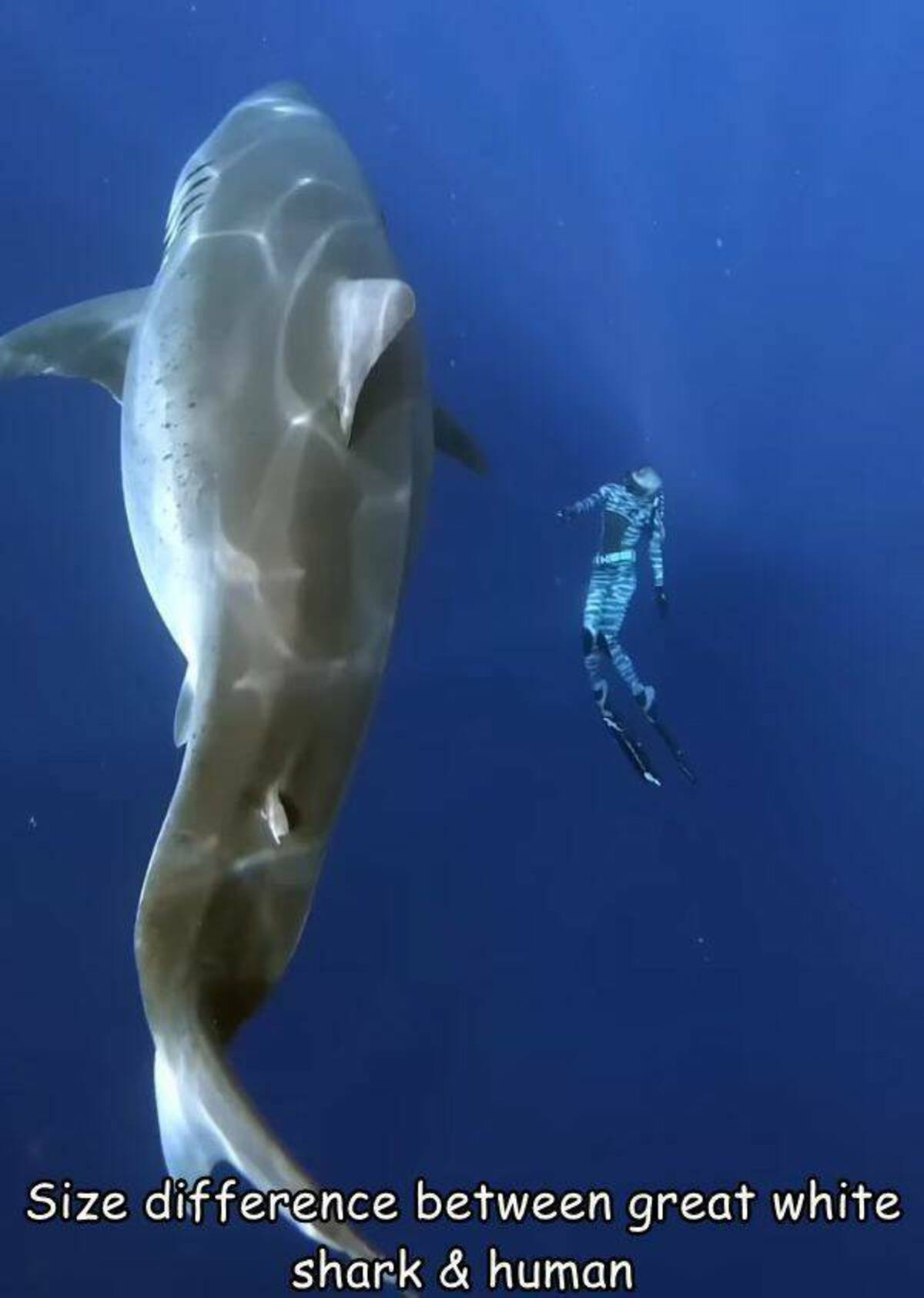 whales dolphins and porpoises - Size difference between great white shark & human