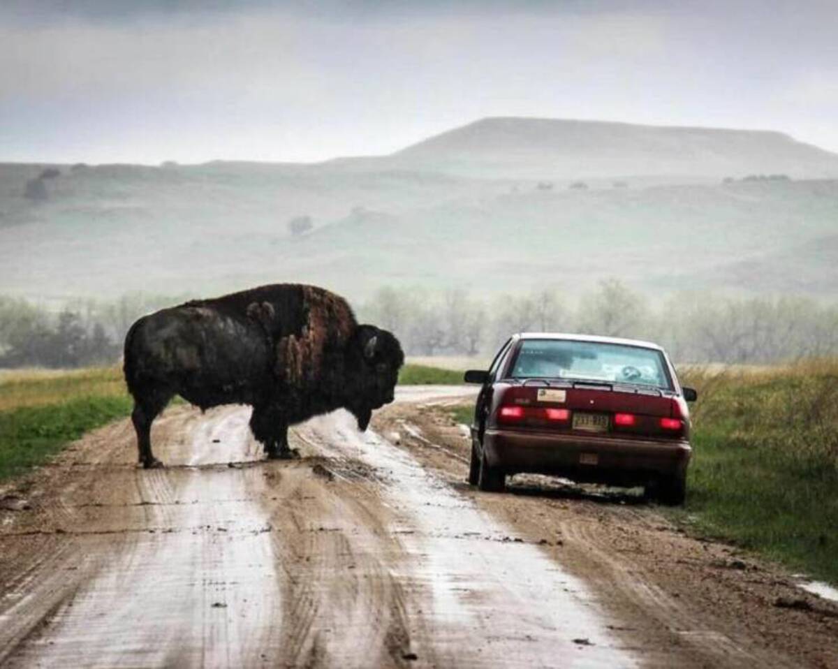 bison next to car - 231313