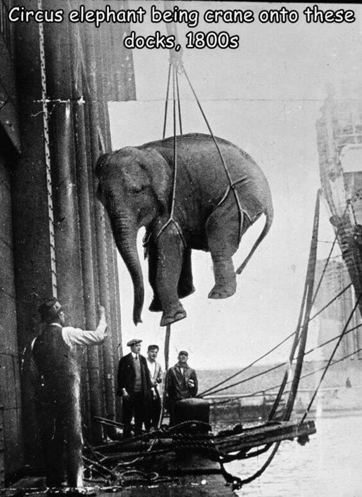old circus - Circus elephant being crane onto these docks, 1800s