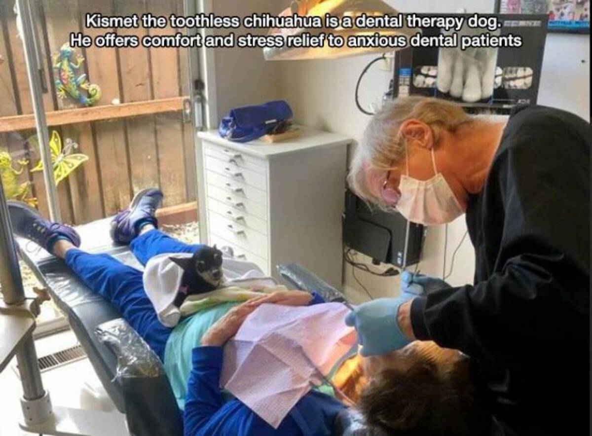 clinic - Kismet the toothless chihuahua is a dental therapy dog. He offers comfort and stress relief to anxious dental patients For