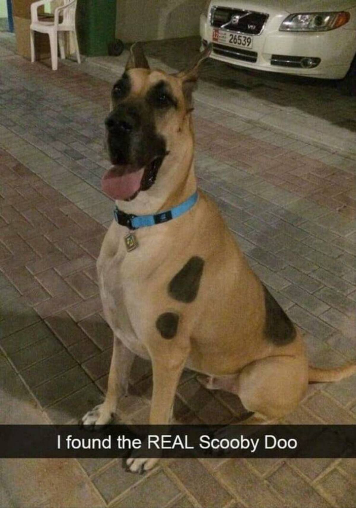 dog - Vi 226539 I found the Real Scooby Doo