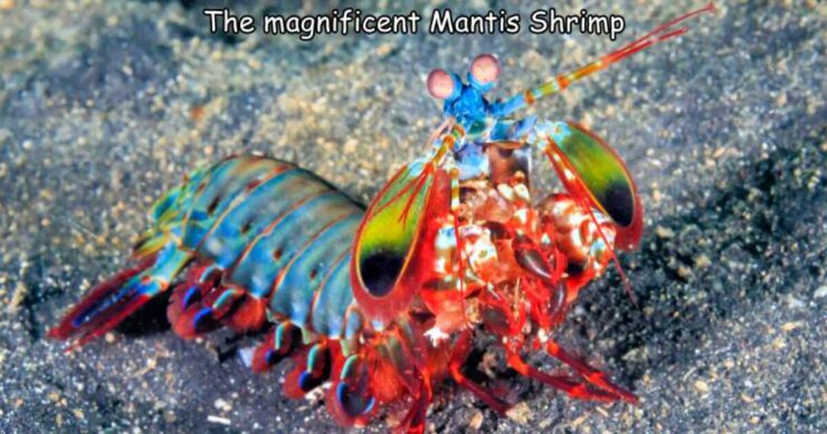 clown mantis shrimp for sale - The magnificent Mantis Shrimp