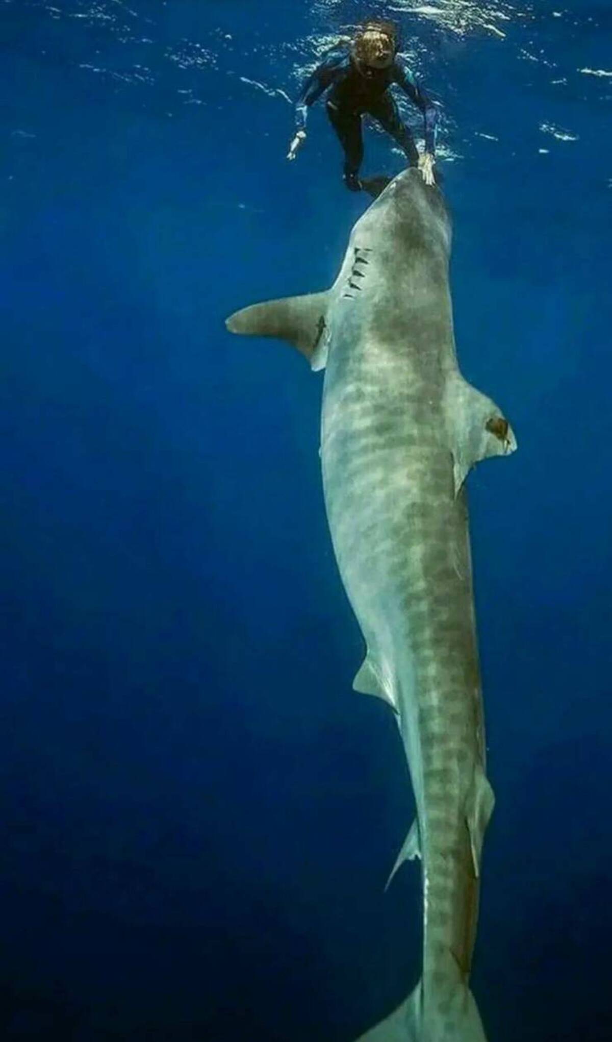 large tiger shark