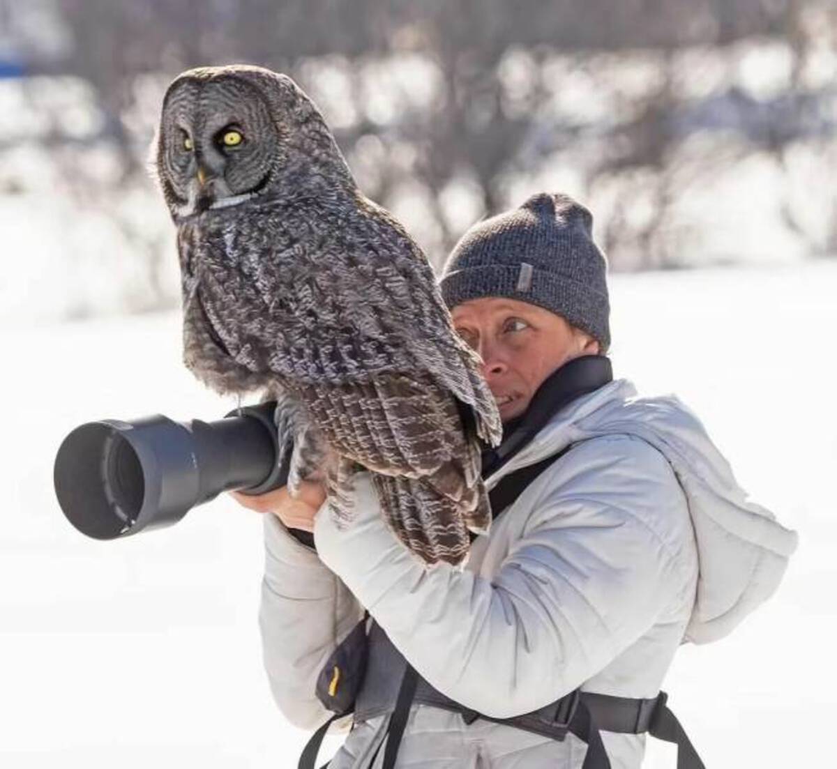 great grey owl lands on camera