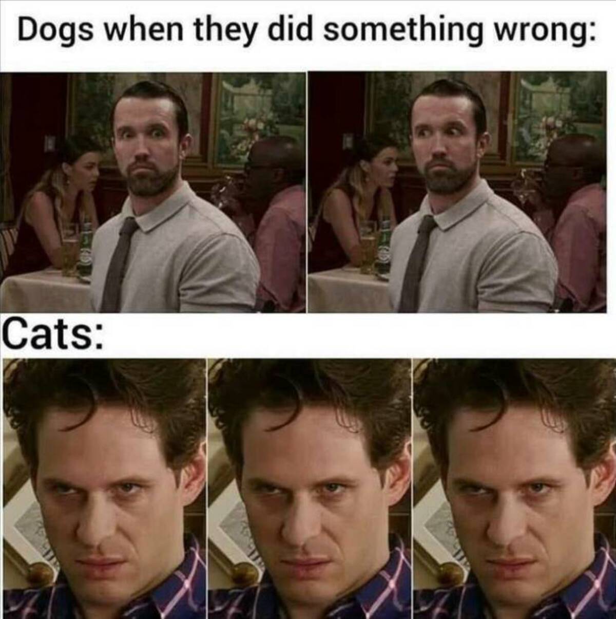 cats when they do something wrong - Dogs when they did something wrong Cats